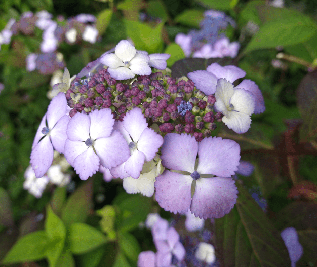 Hydrangea serrata 'Aka Tsanayama' - Thyboesminde Stauder
